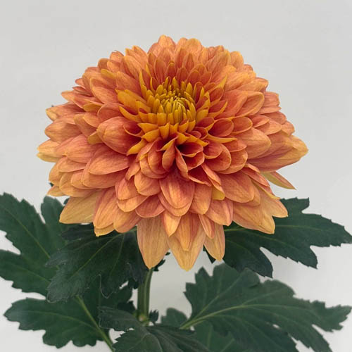シャンパンオレンジ Champagne Orange